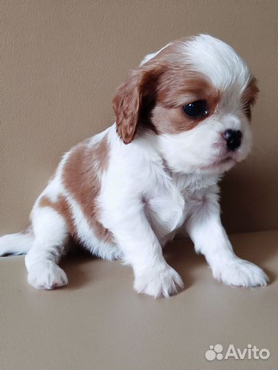 Девочка. РКФ