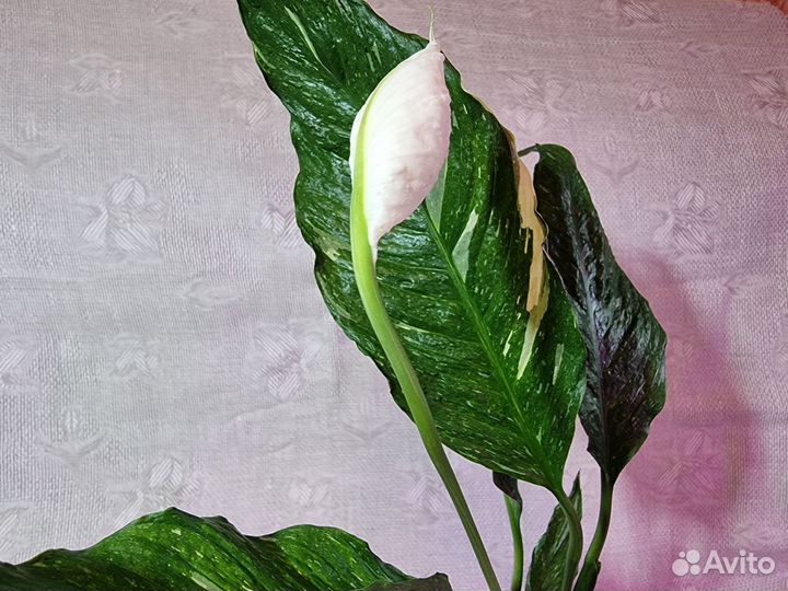 Спатифиллум вариегатный