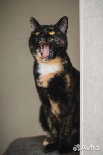 Кошка ищет дом