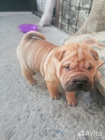 Щенки шарпей