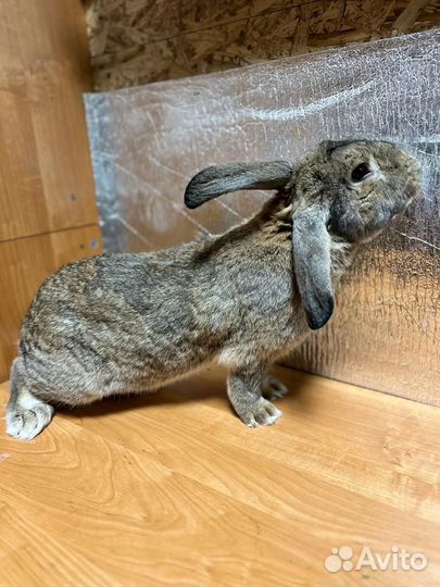 Кролики мясных пород, рексы и другие породы