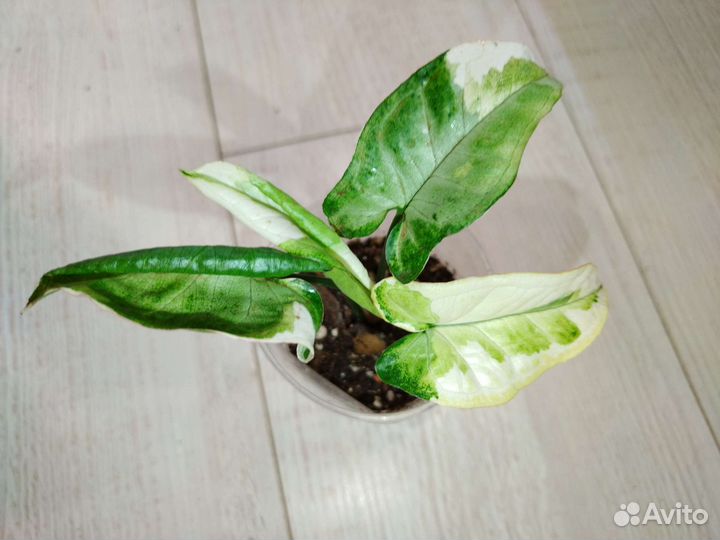 Сингониумы сортовые