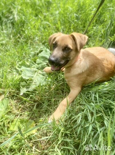 Щенок в добрые руки мальчик