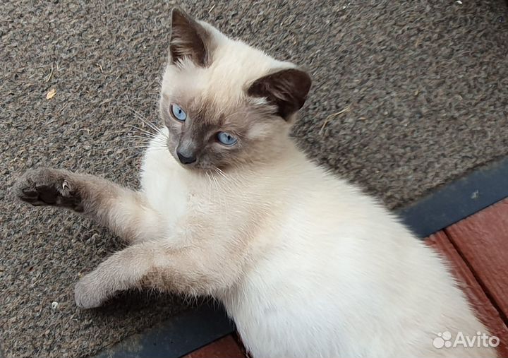 Котята в добрые руки даром