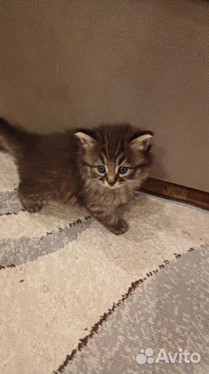 Вислоухие котята
