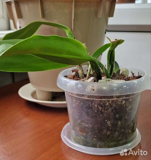 Орхидея каттлея