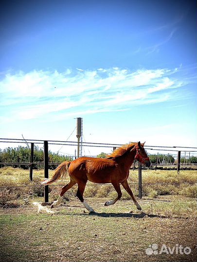 Продам лошадь