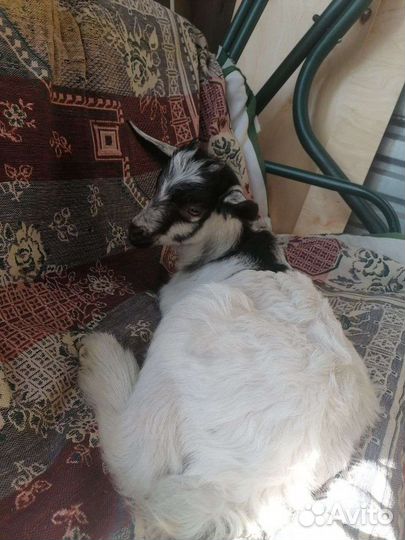 Альпийский козлик