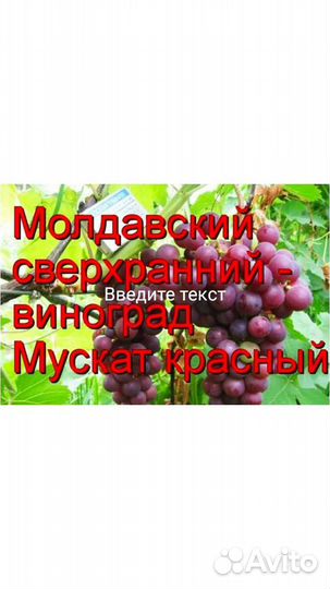 Саженцы винограда из Молдавии