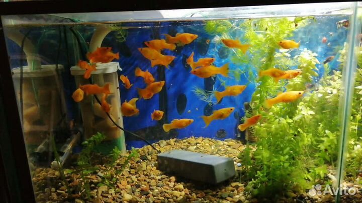 Аквариум