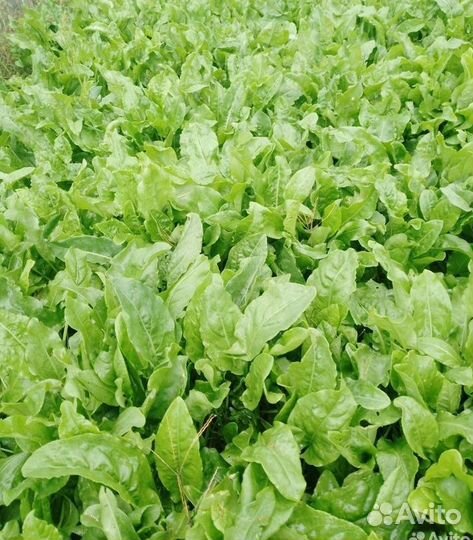 Базилик домашний