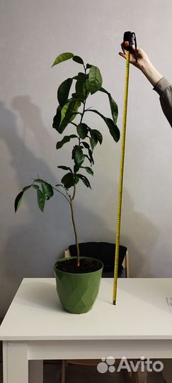 Мандариновое дерево