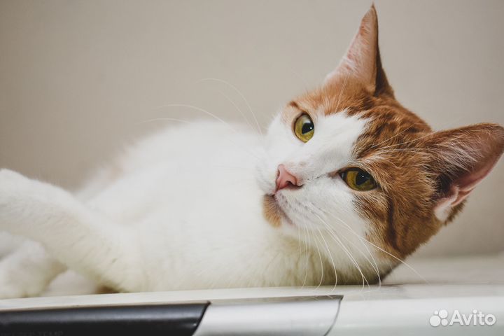 Кошка Буся в добрые руки