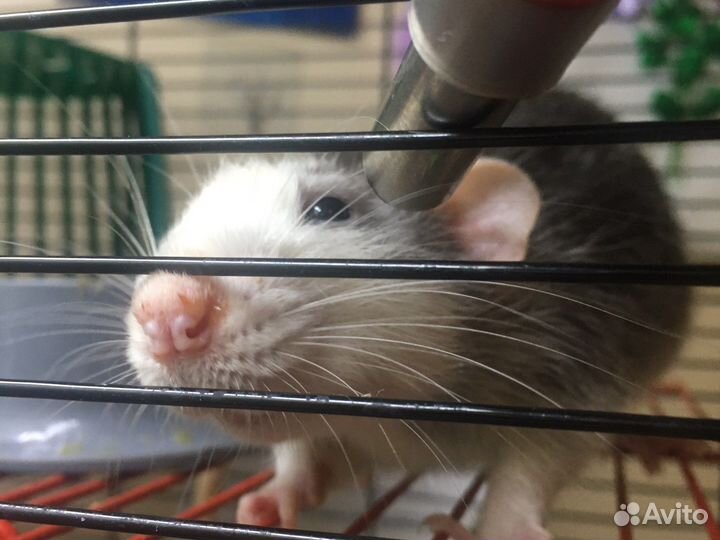 Крысята Дамбо. родились 1 марта