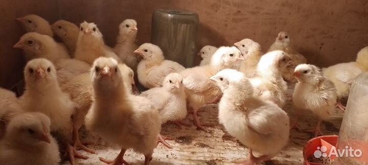 Цыплята бройлеры кобб-500, гусята, инкуб.яйцо