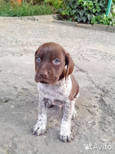 Щенок Курцхаар