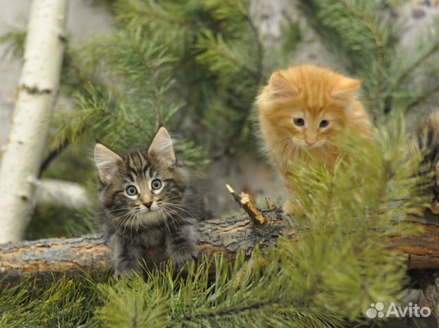 Котята редкой породы норвежская лесная объявление продам
