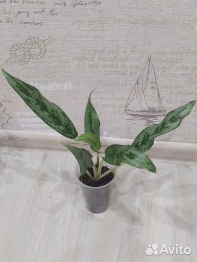 Комнатные растения