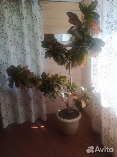 Продам цветы комнатные