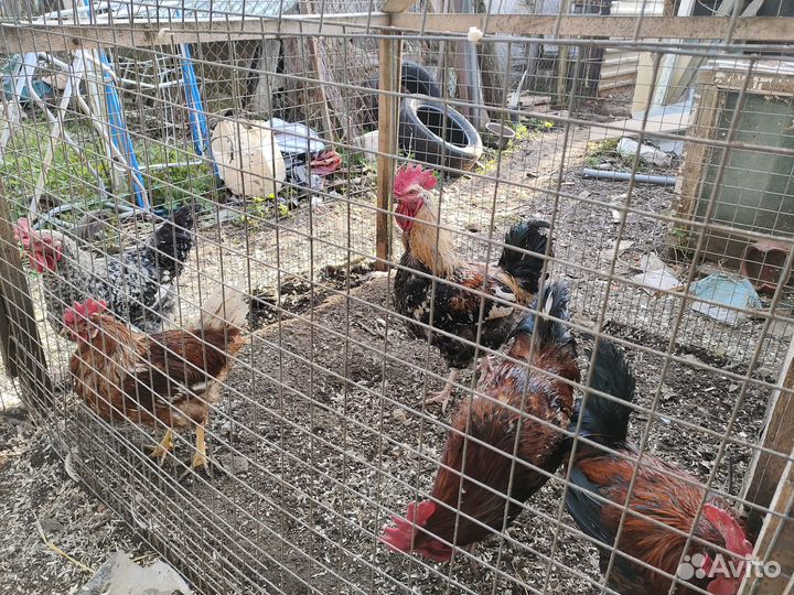 Продам домашних петухов