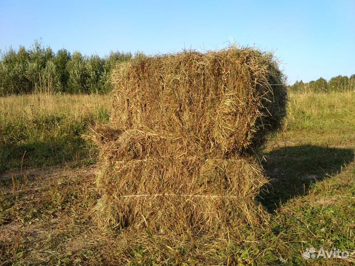 Сено в кипах и рулонах 2024г. Доставка