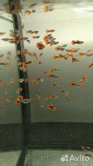 Гуппи кои тукседо