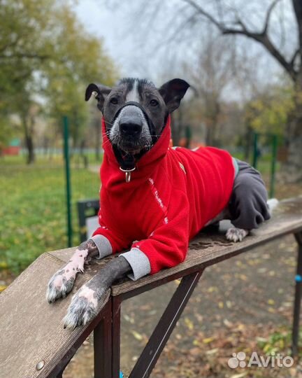 Стильная одежда для собак по вашим меркам