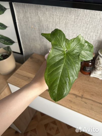 Сингониум моттлед мохито