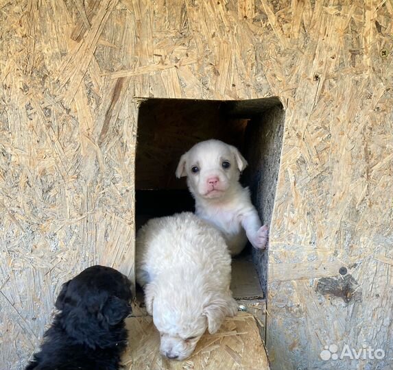 Щенок в добрые руки