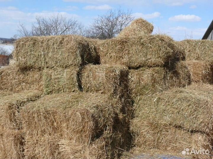 Сено в кипах на корм