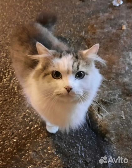 Домашний кот на улице