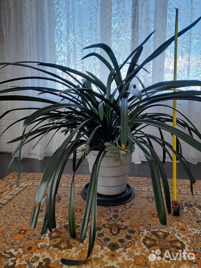 Комнатные цветы