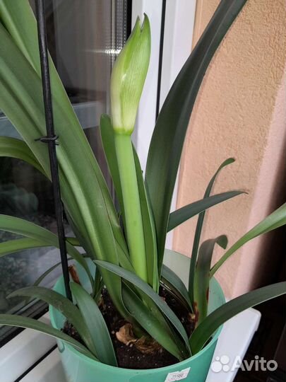 Цветы разные продам с горшками