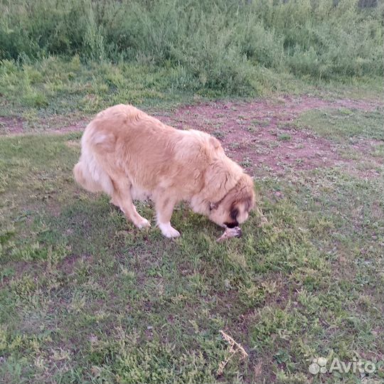 Щенки кавказской овчарки