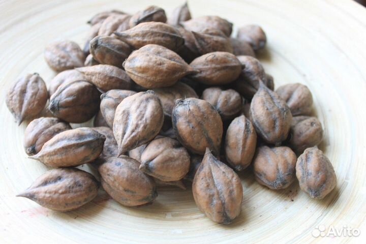 Орех Зибольда семена Орех айлантолистный