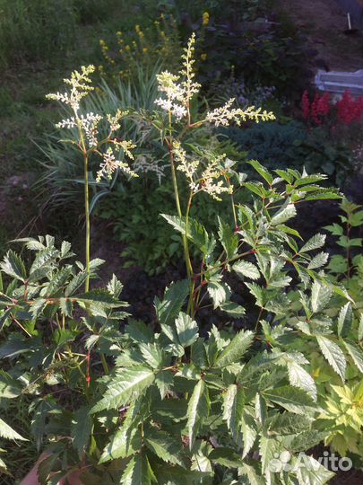 Садовые многолетние цветы