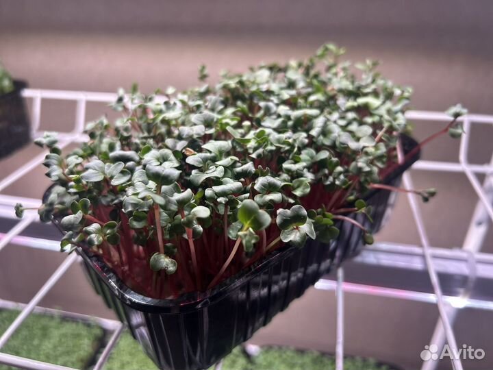 Микрозелень редиса/гороха/кресс-салата/руколы