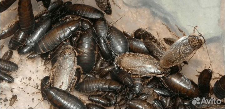 Кормовой мраморный таракан