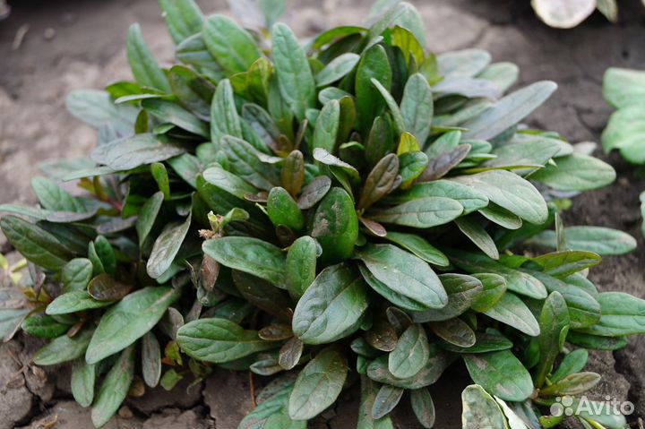 Живучки / почвопокровные растения