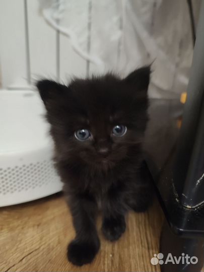 Котята сибирской кошки