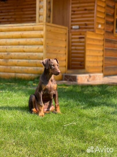 Собаки щенки добермана