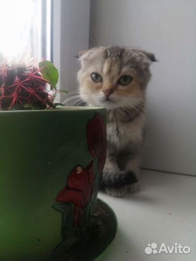 Золотые котятки