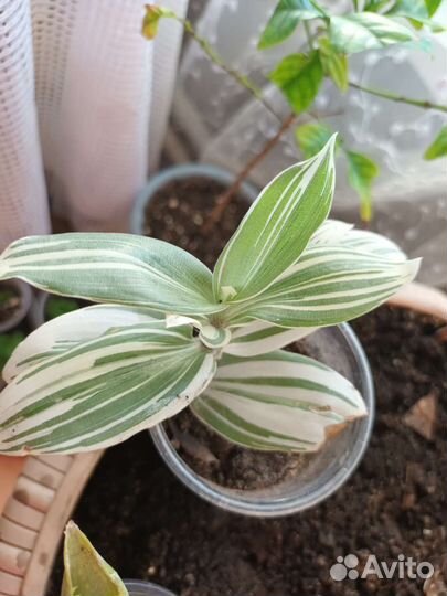 Коллекция домашних растений