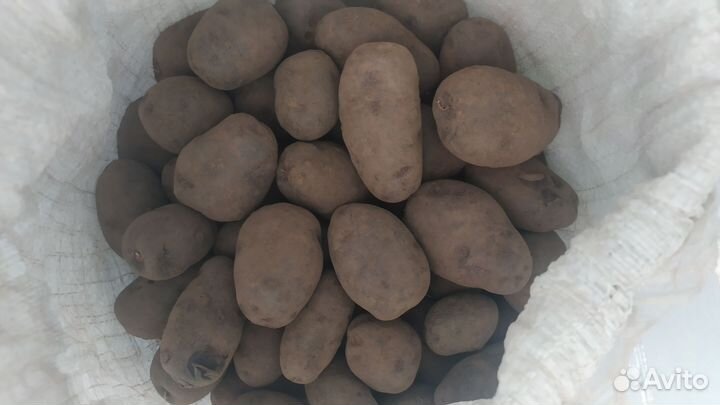 Картофель фиолетовый