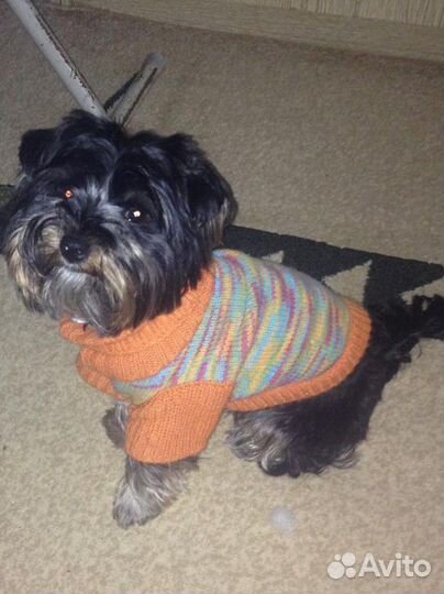 Йоркширский терьер щенки