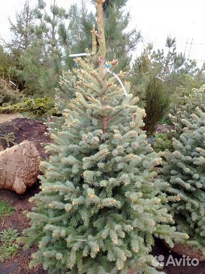 Ель голубая