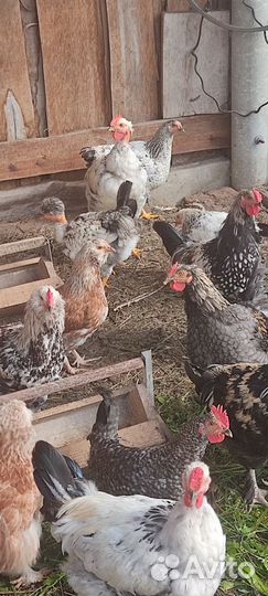 Молодые петухи и куры