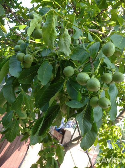 Грецкий орех Саратовский Идеал,фундук садовый
