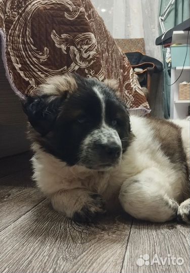 Собака в добрые руки отдам бесплатно в дар. Щенок