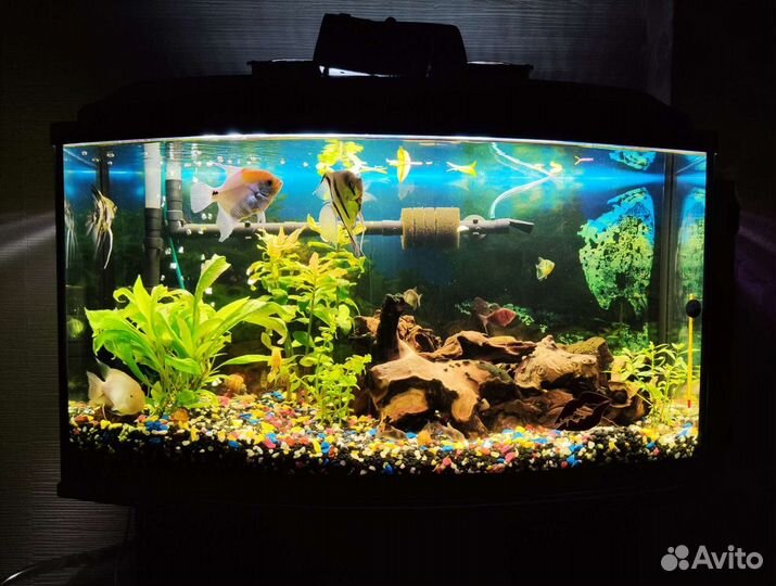 Аквариум Aquael 115 л. + тумба в подарок